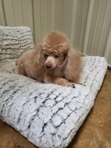 Taj Mapaw Grooming