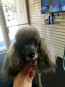 Taj Mapaw Grooming