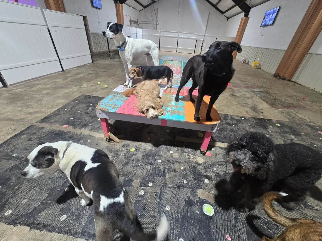 Dog Daycare