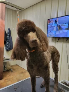 Taj Mapaw Grooming