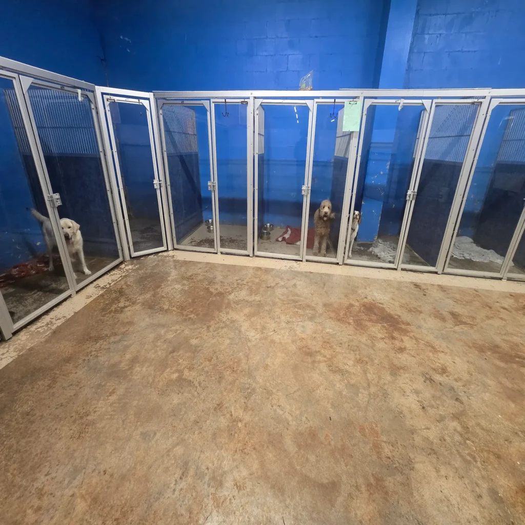 Taj Mapaw dog boarding suite