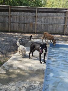 Dog Daycare