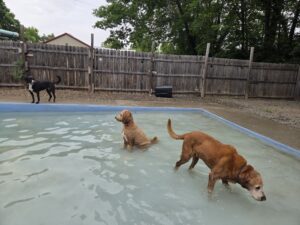 Dog Daycare