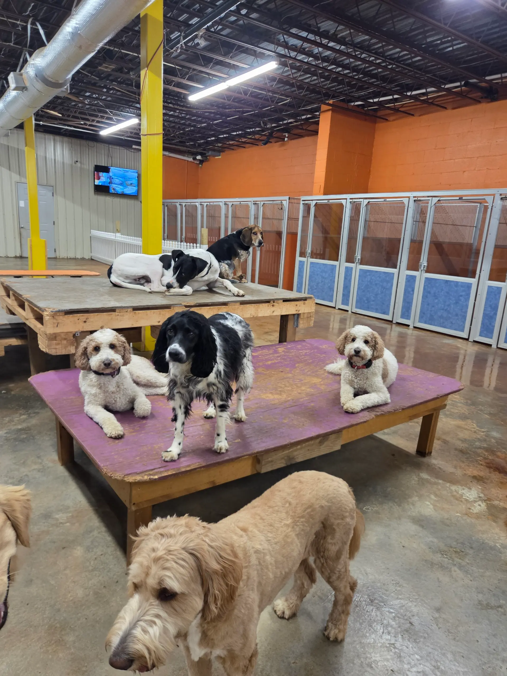Dogs at daycare playgroup