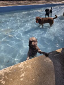 Dog Daycare