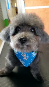 Dog Grooming