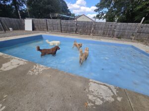Dog Daycare