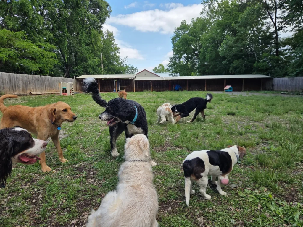 Taj Mapaw Dog Daycare