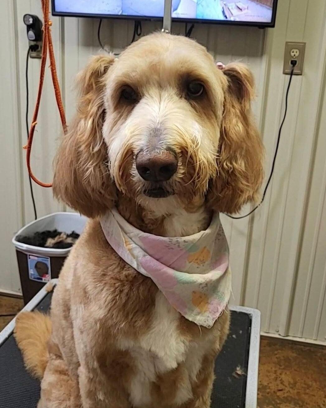 A freshly groomed dog at Taj Mapaw
