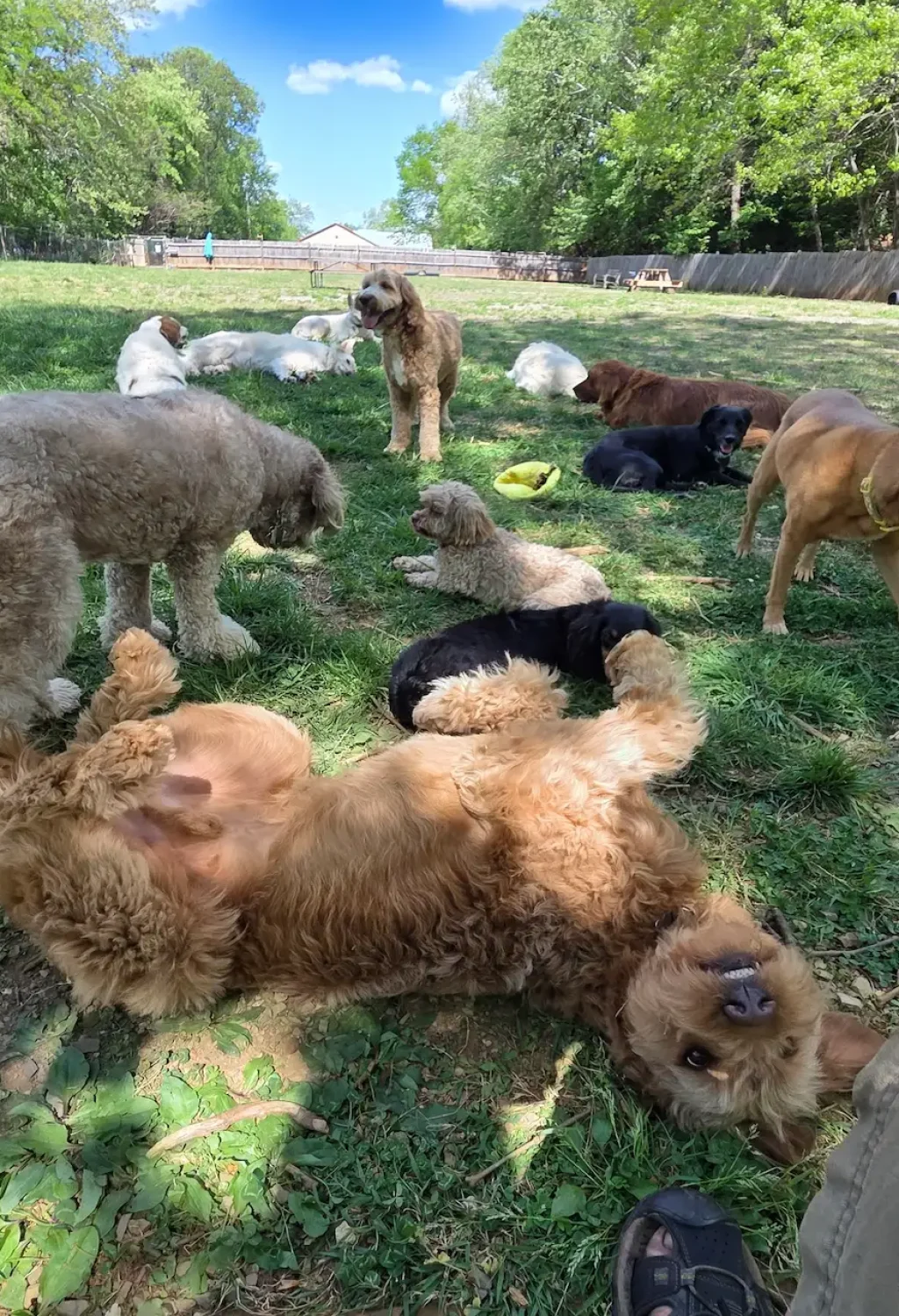 Dog Daycare