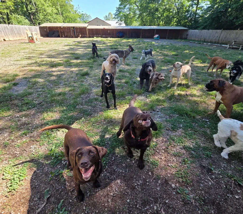 Taj Mapaw Dog Daycare