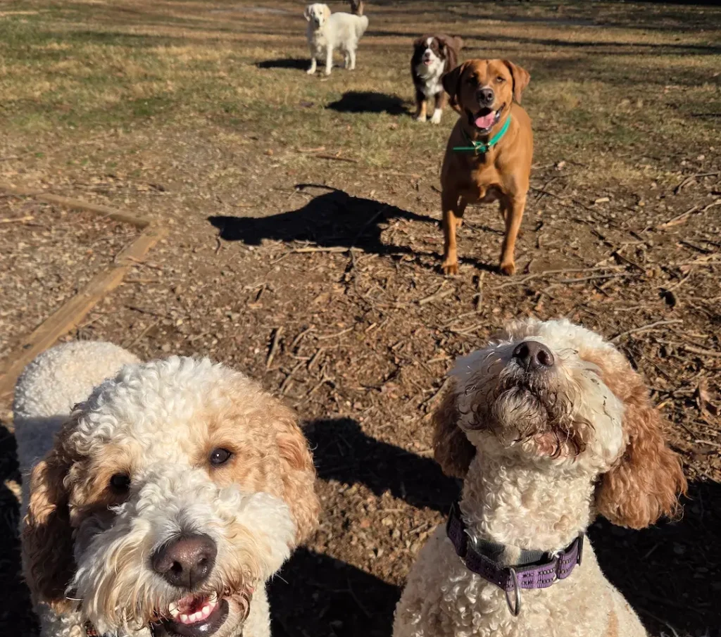 Taj Mapaw Roanoke, VA - Dog Daycare