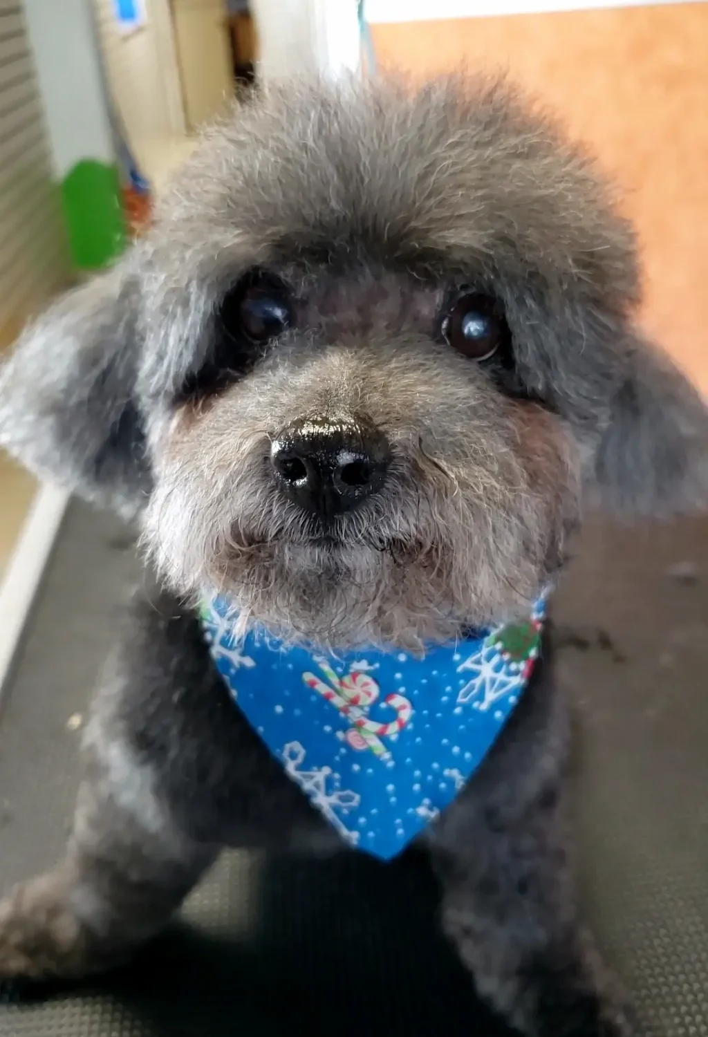 Dog Grooming